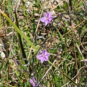 Thysanotus patersonii at Majura, ACT - 23 Sep 2023