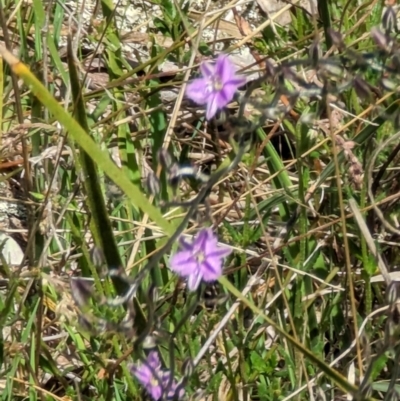 Thysanotus patersonii (Twining Fringe Lily) at Mount Ainslie - 23 Sep 2023 by stofbrew