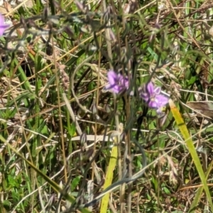 Thysanotus patersonii at Majura, ACT - 23 Sep 2023