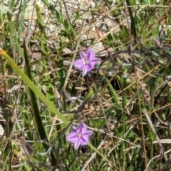 Thysanotus patersonii at Majura, ACT - 23 Sep 2023