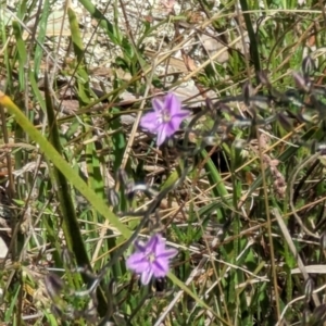 Thysanotus patersonii at Majura, ACT - 23 Sep 2023