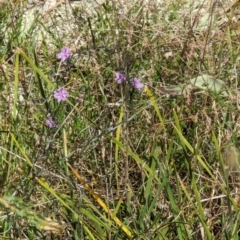 Thysanotus patersonii at Majura, ACT - 23 Sep 2023