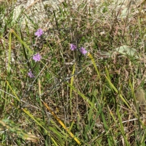 Thysanotus patersonii at Majura, ACT - 23 Sep 2023