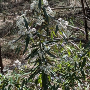 Olearia lirata at Majura, ACT - 23 Sep 2023