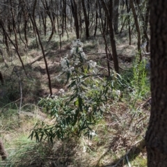 Olearia lirata at Majura, ACT - 23 Sep 2023