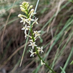 Stackhousia monogyna (Creamy Candles) at Majura, ACT - 23 Sep 2023 by stofbrew