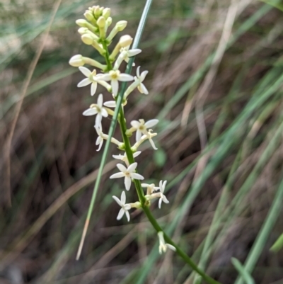 Stackhousia monogyna (Creamy Candles) at Majura, ACT - 23 Sep 2023 by stofbrew