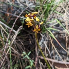 Diuris pardina (Leopard Doubletail) at Majura, ACT - 23 Sep 2023 by stofbrew