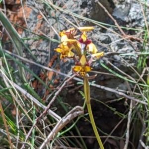 Diuris pardina at Majura, ACT - 23 Sep 2023