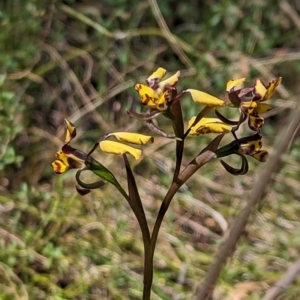 Diuris pardina at Majura, ACT - 23 Sep 2023