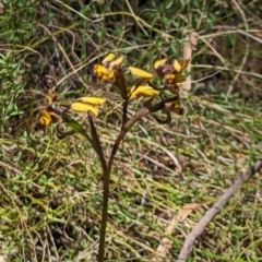 Diuris pardina at Majura, ACT - 23 Sep 2023