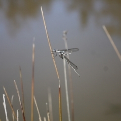 Austrolestes leda (Wandering Ringtail) at Mulligans Flat - 24 Sep 2023 by VanceLawrence