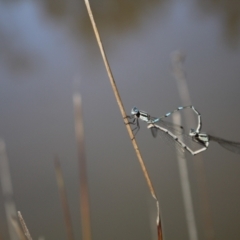 Austrolestes leda at Gungahlin, ACT - 24 Sep 2023