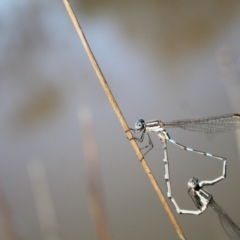 Austrolestes leda at Gungahlin, ACT - 24 Sep 2023