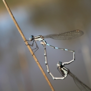 Austrolestes leda at Gungahlin, ACT - 24 Sep 2023