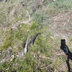 Tiliqua rugosa at Gungahlin, ACT - 24 Sep 2023