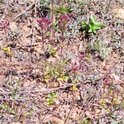 Parentucellia latifolia (Red Bartsia) at Wanniassa Hill - 24 Sep 2023 by LPadg