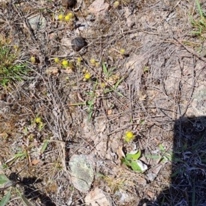 Triptilodiscus pygmaeus at Tuggeranong, ACT - 24 Sep 2023