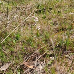 Wurmbea dioica subsp. dioica (Early Nancy) at Wanniassa Hill - 24 Sep 2023 by LPadg