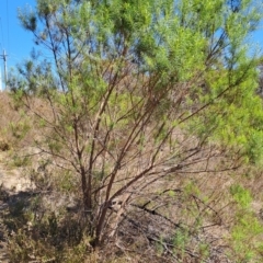 Cassinia longifolia (Shiny Cassinia, Cauliflower Bush) at Wanniassa Hill - 24 Sep 2023 by LPadg