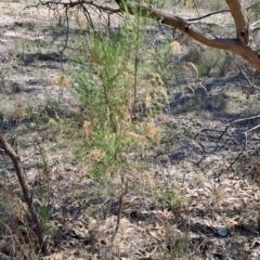 Cassinia sifton (Sifton Bush, Chinese Shrub) at Tuggeranong, ACT - 24 Sep 2023 by LPadg