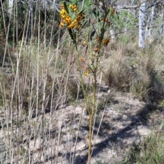 Daviesia mimosoides subsp. mimosoides at Wanniassa Hill - 24 Sep 2023 by LPadg