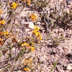 Lampides boeticus (Long-tailed Pea-blue) at Wanniassa Hill - 24 Sep 2023 by LPadg