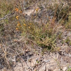 Dillwynia sp. at Wanniassa Hill - 24 Sep 2023 by LPadg