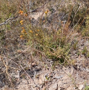 Dillwynia sp. at Tuggeranong, ACT - 24 Sep 2023