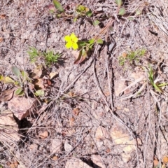 Goodenia hederacea subsp. hederacea (Ivy Goodenia, Forest Goodenia) at Tuggeranong, ACT - 24 Sep 2023 by LPadg