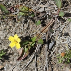 Goodenia hederacea subsp. hederacea at Tuggeranong, ACT - 24 Sep 2023