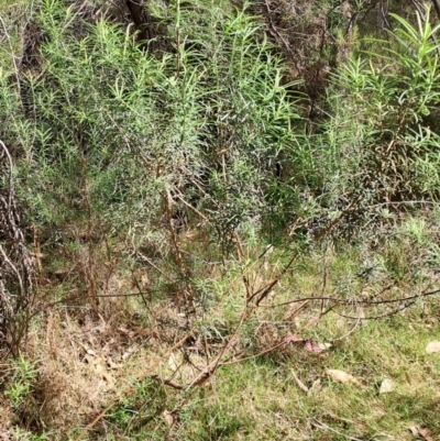 Cassinia longifolia (Shiny Cassinia, Cauliflower Bush) at Wanniassa Hill - 24 Sep 2023 by LPadg