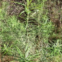 Cassinia longifolia at Tuggeranong, ACT - 24 Sep 2023 10:25 AM