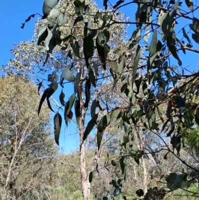 Eucalyptus bridgesiana (Apple Box) at Tuggeranong, ACT - 24 Sep 2023 by LPadg