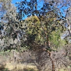 Eucalyptus bridgesiana at Tuggeranong, ACT - 24 Sep 2023