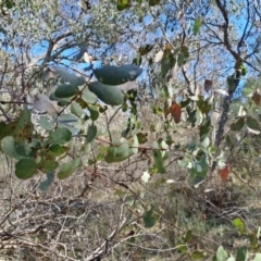 Eucalyptus bridgesiana at Tuggeranong, ACT - 24 Sep 2023