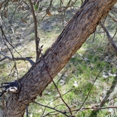 Eucalyptus bridgesiana at Tuggeranong, ACT - 24 Sep 2023