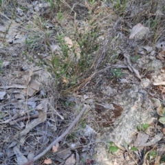 Styphelia attenuata (Small-leaved Beard Heath) at Tuggeranong, ACT - 24 Sep 2023 by LPadg