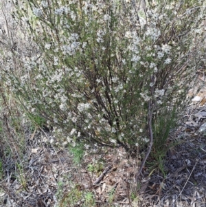 Brachyloma daphnoides at Tuggeranong, ACT - 24 Sep 2023