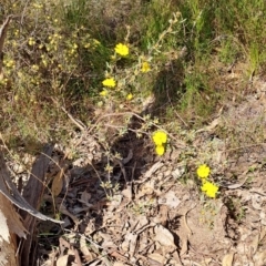 Hibbertia obtusifolia (Grey Guinea-flower) at Tuggeranong, ACT - 24 Sep 2023 by LPadg