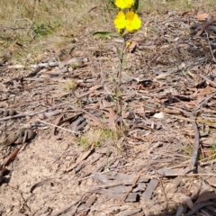 Hibbertia obtusifolia (Grey Guinea-flower) at Tuggeranong, ACT - 23 Sep 2023 by LPadg