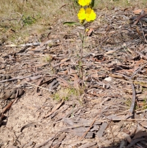 Hibbertia obtusifolia at Tuggeranong, ACT - 24 Sep 2023 09:44 AM