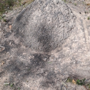 Nasutitermes exitiosus at Tuggeranong, ACT - suppressed