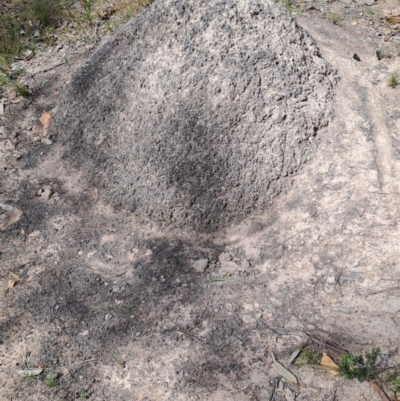 Nasutitermes exitiosus (Snouted termite, Gluegun termite) at Tuggeranong, ACT - 24 Sep 2023 by LPadg