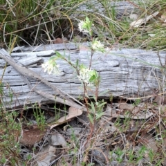 Pimelea linifolia subsp. linifolia (Queen of the Bush, Slender Rice-flower) at Wanniassa Hill - 23 Sep 2023 by LPadg