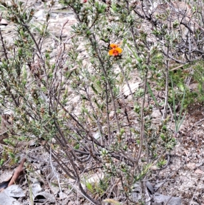 Dillwynia sericea (Egg And Bacon Peas) at Wanniassa Hill - 23 Sep 2023 by LPadg