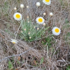 Leucochrysum albicans subsp. tricolor (Hoary Sunray) at Tuggeranong, ACT - 24 Sep 2023 by LPadg