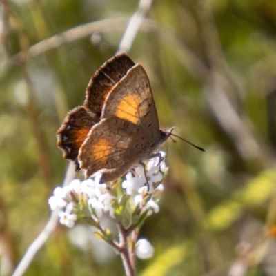 Paralucia aurifera (Bright Copper) at Rendezvous Creek, ACT - 19 Sep 2023 by SWishart