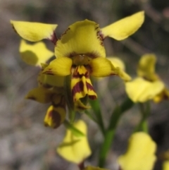 Diuris nigromontana (Black Mountain Leopard Orchid) at O'Connor, ACT - 24 Sep 2023 by pinnaCLE