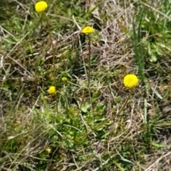 Craspedia variabilis (Common Billy Buttons) at Paddys River, ACT - 24 Sep 2023 by WalkYonder